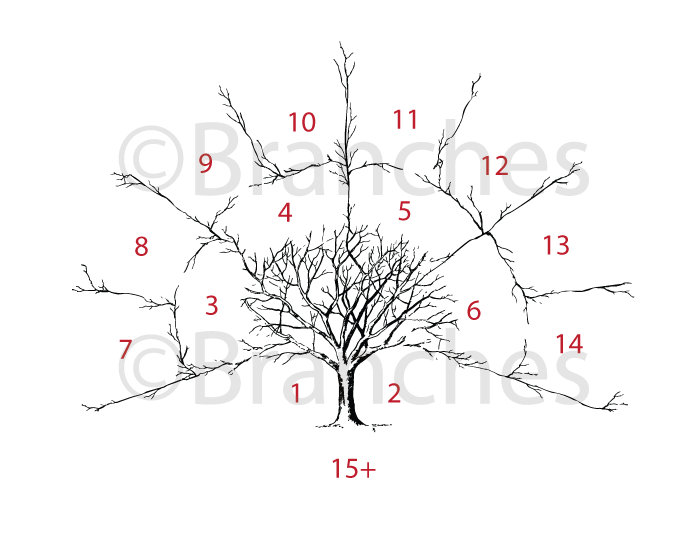 ancestral family tree 3 generation name submission instructions 3 generation family trees